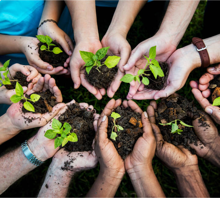 Hands are holding young tree seedlings